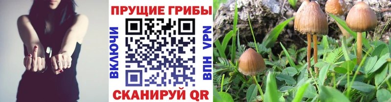 Купить где  Болгар  Псилоцибиновые грибы мицелий 
